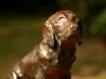 Labrador-Bob.jpg
