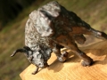 Taureau2.jpg
